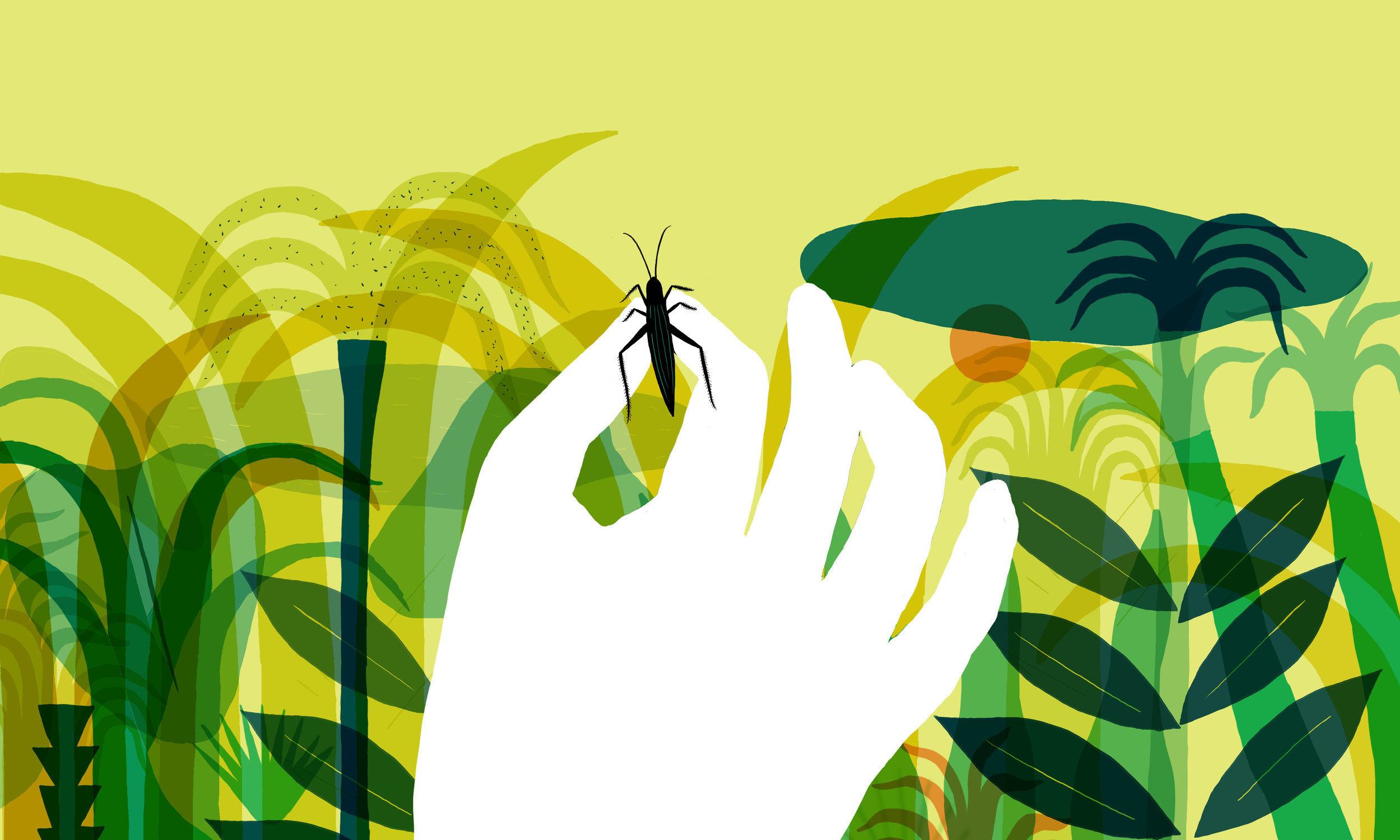  Illustration : Jean Mallard 